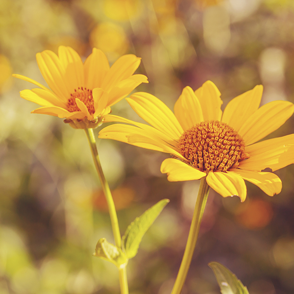 halage_fleurs